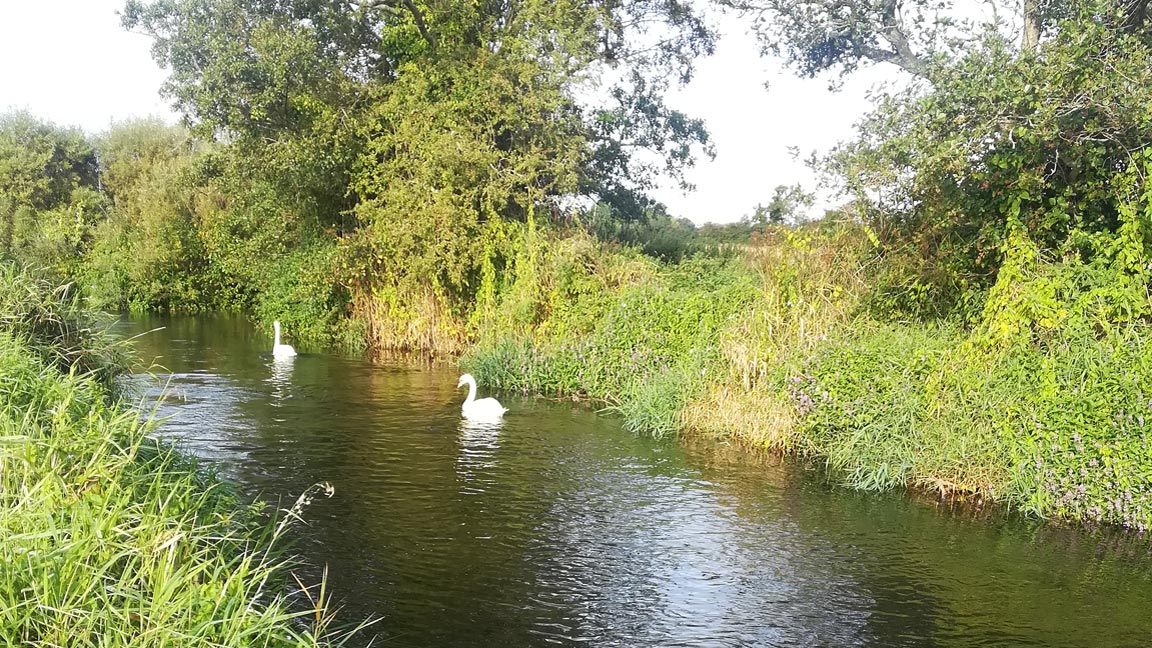 River-Frome-Dorset-Swans