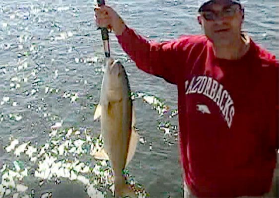 colin m jarman redfish tampa bay sarasota fly fishing